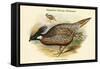 Pucrasia Nipalensis - Nepalese Pucras Pheasant-John Gould-Framed Stretched Canvas