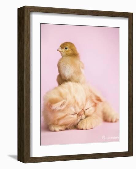 Pudding-Rachael Hale-Framed Art Print