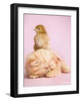 Pudding-Rachael Hale-Framed Art Print