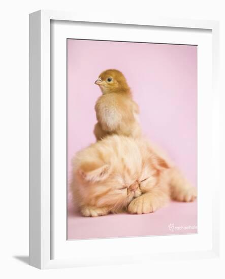 Pudding-Rachael Hale-Framed Art Print