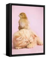 Pudding-Rachael Hale-Framed Stretched Canvas