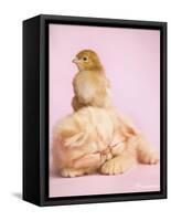 Pudding-Rachael Hale-Framed Stretched Canvas