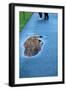 Puddle in Street-Felipe Rodríguez-Framed Photographic Print