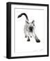 Pudsquiz Belina on the Prowl !, 2015-Vincent Alexander Booth-Framed Giclee Print