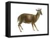 Pudu (Pudu), Mammals-Encyclopaedia Britannica-Framed Stretched Canvas