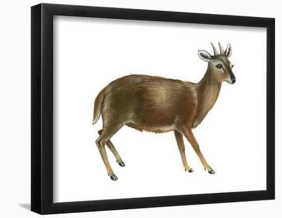 Pudu (Pudu), Mammals-Encyclopaedia Britannica-Framed Poster