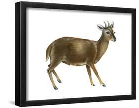 Pudu (Pudu), Mammals-Encyclopaedia Britannica-Framed Poster