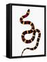 Pueblan Milk Snake-Martin Harvey-Framed Stretched Canvas