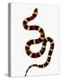 Pueblan Milk Snake-Martin Harvey-Stretched Canvas