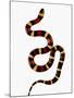 Pueblan Milk Snake-Martin Harvey-Mounted Photographic Print