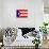 Puerto Rico National Flag-null-Mounted Art Print displayed on a wall