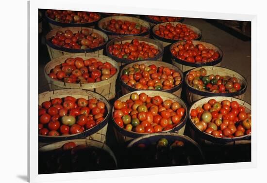 Puerto Rico: Tomatoes-Jack Delano-Framed Giclee Print