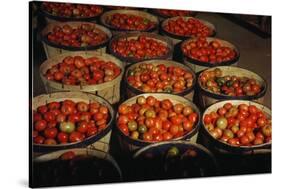 Puerto Rico: Tomatoes-Jack Delano-Stretched Canvas