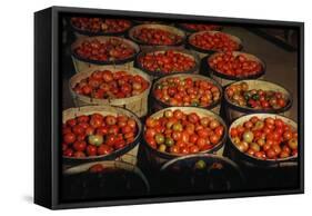 Puerto Rico: Tomatoes-Jack Delano-Framed Stretched Canvas