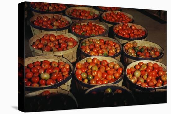 Puerto Rico: Tomatoes-Jack Delano-Stretched Canvas