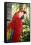 Puerto Vallarta, Mexico. Scarlet Macaw-Julien McRoberts-Framed Stretched Canvas