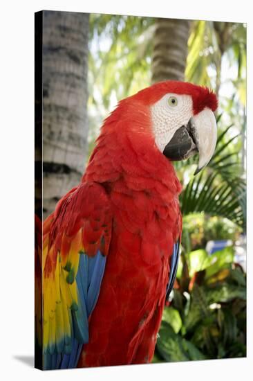 Puerto Vallarta, Mexico. Scarlet Macaw-Julien McRoberts-Stretched Canvas