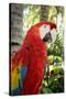 Puerto Vallarta, Mexico. Scarlet Macaw-Julien McRoberts-Stretched Canvas