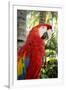 Puerto Vallarta, Mexico. Scarlet Macaw-Julien McRoberts-Framed Photographic Print