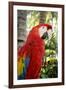 Puerto Vallarta, Mexico. Scarlet Macaw-Julien McRoberts-Framed Photographic Print