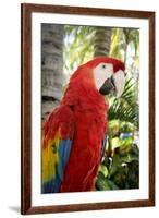 Puerto Vallarta, Mexico. Scarlet Macaw-Julien McRoberts-Framed Photographic Print