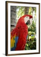 Puerto Vallarta, Mexico. Scarlet Macaw-Julien McRoberts-Framed Photographic Print