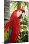 Puerto Vallarta, Mexico. Scarlet Macaw-Julien McRoberts-Mounted Photographic Print