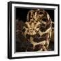 Puff Adder (Bitis Arietans) Captive Occurs In Tanzania-Michael D. Kern-Framed Photographic Print