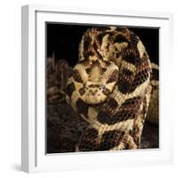 Puff Adder (Bitis Arietans) Captive Occurs In Tanzania-Michael D. Kern-Framed Photographic Print