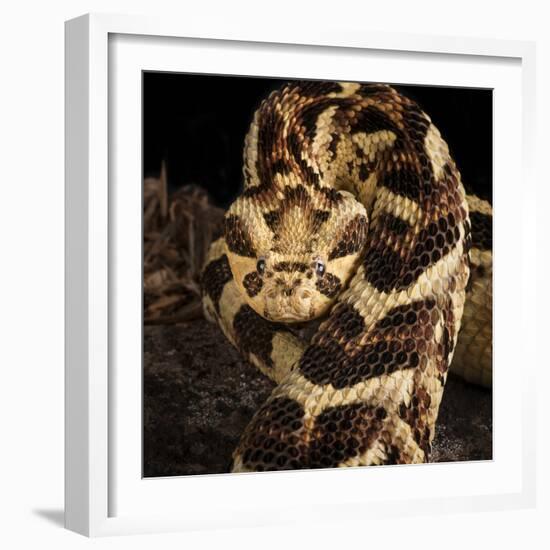 Puff Adder (Bitis Arietans) Captive Occurs In Tanzania-Michael D. Kern-Framed Photographic Print