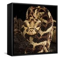 Puff Adder (Bitis Arietans) Captive Occurs In Tanzania-Michael D. Kern-Framed Stretched Canvas