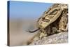 Puff Adder Forked Tongue Extended-null-Stretched Canvas
