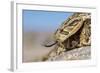 Puff Adder Forked Tongue Extended-null-Framed Photographic Print