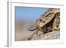 Puff Adder Forked Tongue Extended-null-Framed Photographic Print