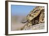 Puff Adder Forked Tongue Extended-null-Framed Photographic Print