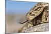 Puff Adder Forked Tongue Extended-null-Mounted Photographic Print