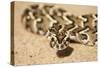 Puff Adder its Venom Is Cytotoxic and Fatal in Humans-null-Stretched Canvas