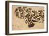 Puff Adder its Venom Is Cytotoxic and Fatal in Humans-null-Framed Photographic Print