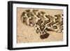 Puff Adder its Venom Is Cytotoxic and Fatal in Humans-null-Framed Photographic Print