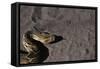 Puff Adder on Sand-Paul Souders-Framed Stretched Canvas
