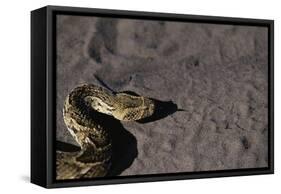 Puff Adder on Sand-Paul Souders-Framed Stretched Canvas