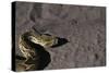 Puff Adder on Sand-Paul Souders-Stretched Canvas