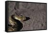 Puff Adder on Sand-Paul Souders-Framed Stretched Canvas