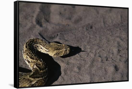 Puff Adder on Sand-Paul Souders-Framed Stretched Canvas