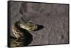 Puff Adder on Sand-Paul Souders-Framed Stretched Canvas