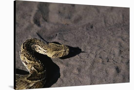 Puff Adder on Sand-Paul Souders-Stretched Canvas