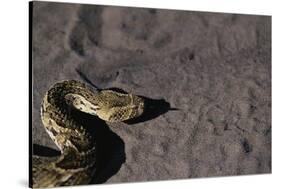 Puff Adder on Sand-Paul Souders-Stretched Canvas