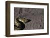 Puff Adder on Sand-Paul Souders-Framed Photographic Print