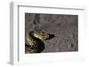 Puff Adder on Sand-Paul Souders-Framed Photographic Print