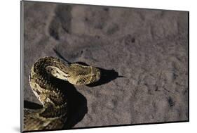 Puff Adder on Sand-Paul Souders-Mounted Photographic Print